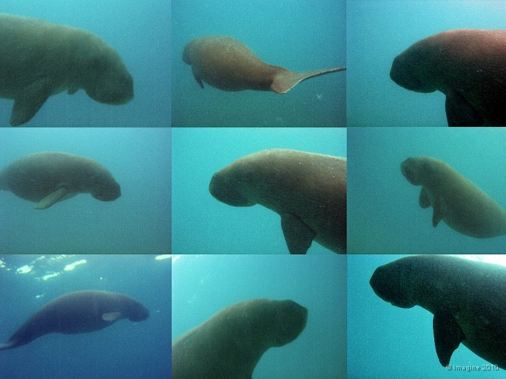 120- Portraits d'un dugong - Ilot Maitre.jpg